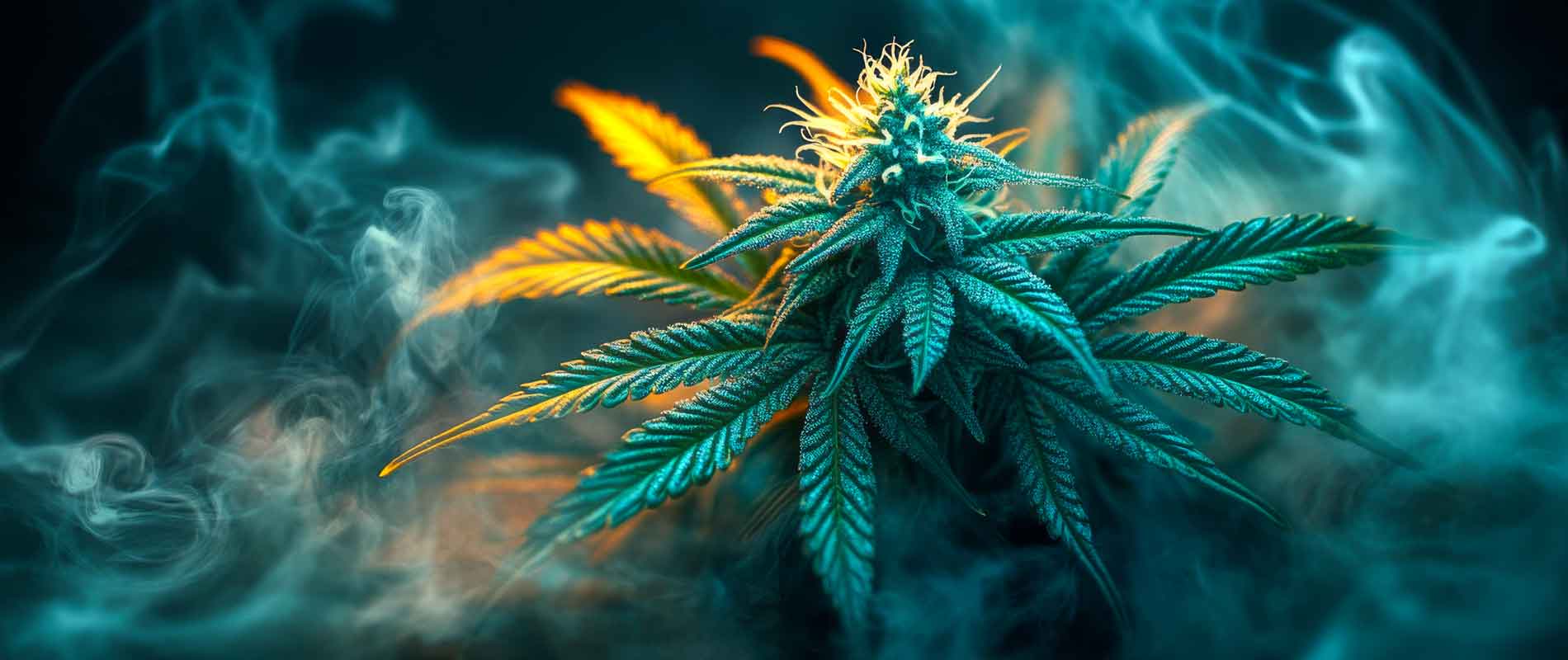 Cannabis Safety at Forest Lake Dispensary