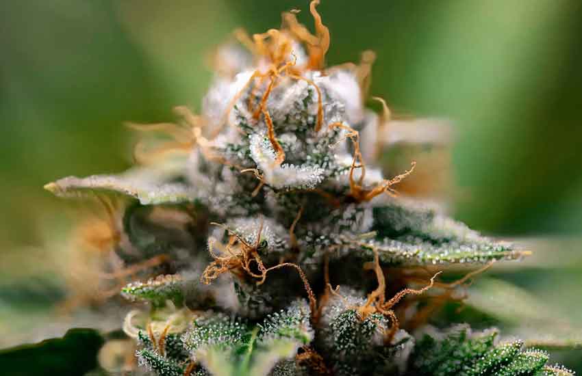 Granddaddy Purple Cannabis